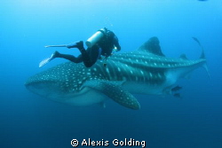 Whale Shark encounter by Alexis Golding 